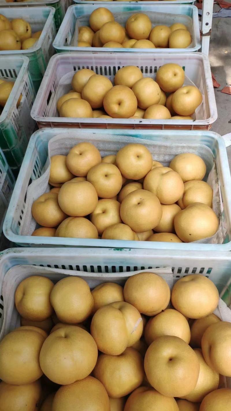 (精品新高梨）山东冠县中心主产区货源充足
