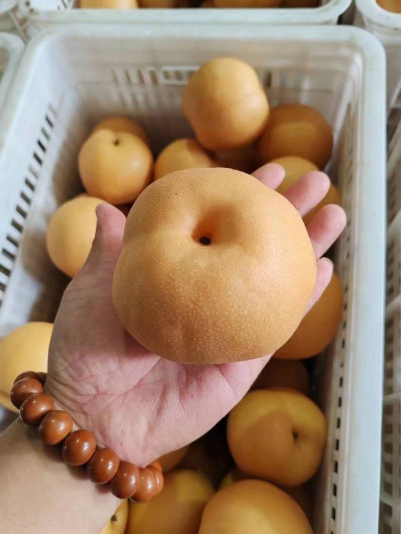 (精品新高梨）山东冠县中心主产区货源充足