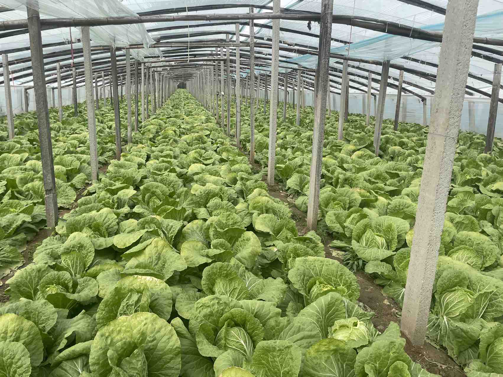 田间生长的白菜植株特写