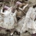 甘肃岷县当归头片口味醇正新货实拍现货产地直发质量保证