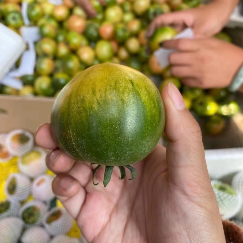 铁皮柿子大量上市中，草莓西红柿，口感更好，支持电商代发