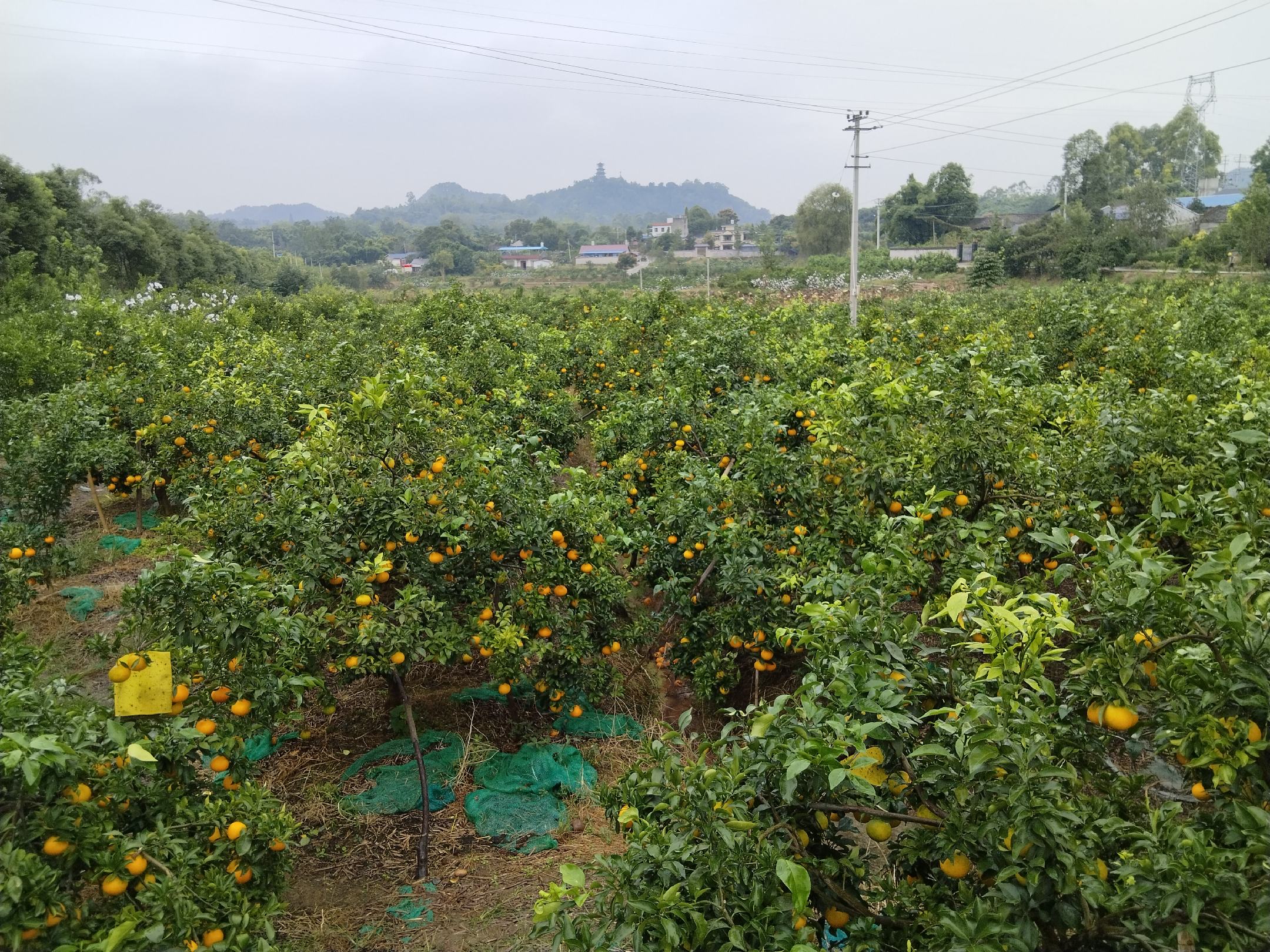 爱媛橙果实特写