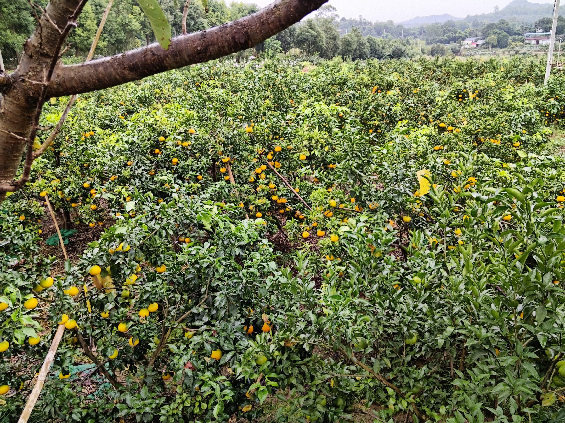 展示一片成熟的爱媛橙果园,橙黄色果实挂满枝头 爱媛橙果园实景图