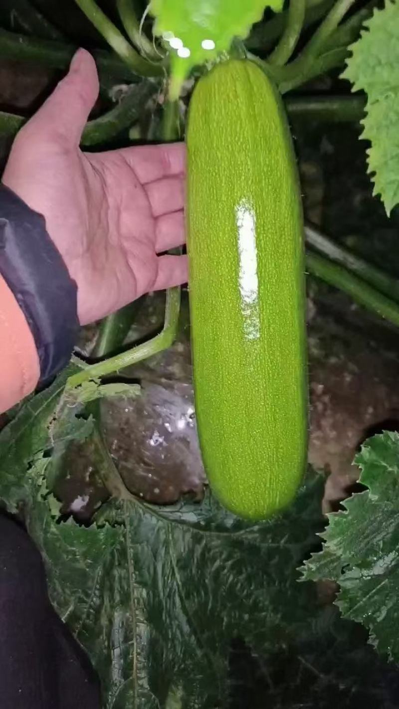 沈阳西葫芦角瓜产地直发货源充足保质保量电话咨询