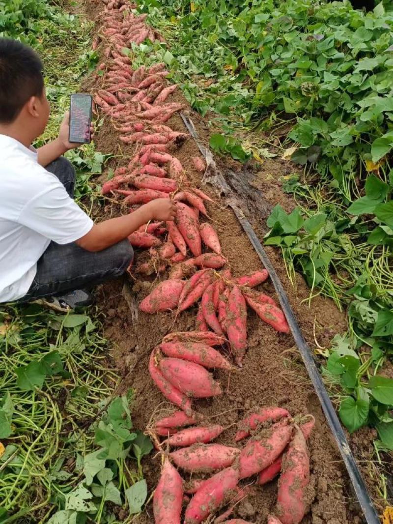 [精品]安徽黑土地，蜜薯大量上市，质量保证