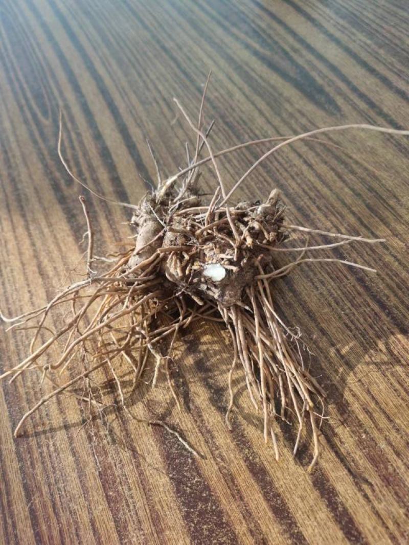 野生苍术，朱砂点和北苍术都有，苍术鲜货一斤12元，数量：