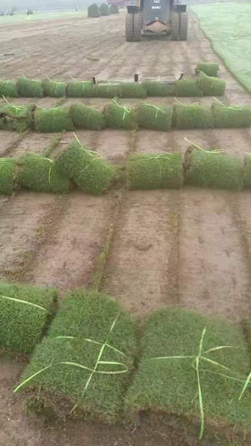 精品马尼拉草卷草块上千余亩质量保证品种纯正假一赔十