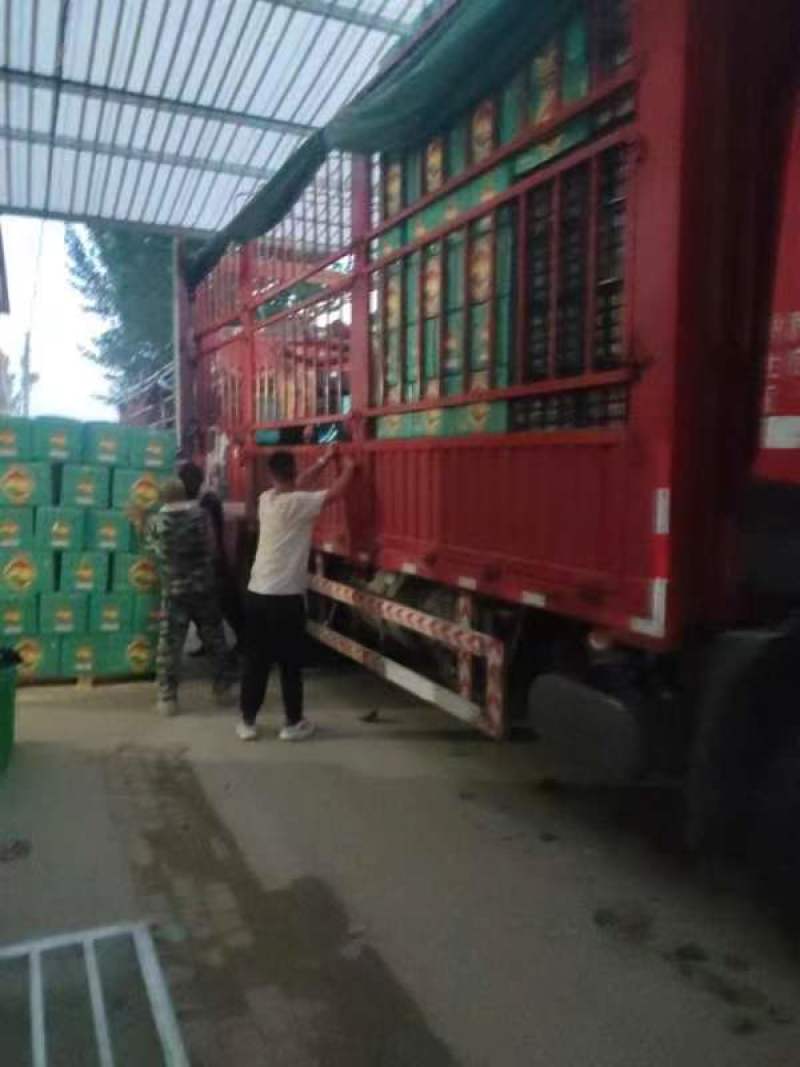 （冠县优质丰水梨)秋月梨中心产区