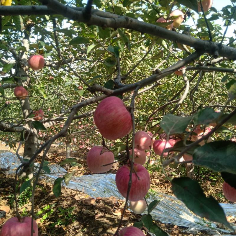 寒富苹果