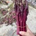 贵州基地高山精品红菜苔，新苗大量有货可供到5月份