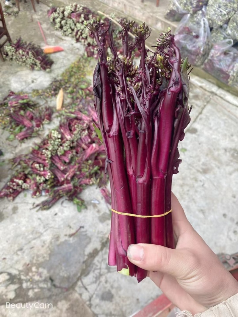 贵州基地高山精品红菜苔，新苗大量有货可供到5月份