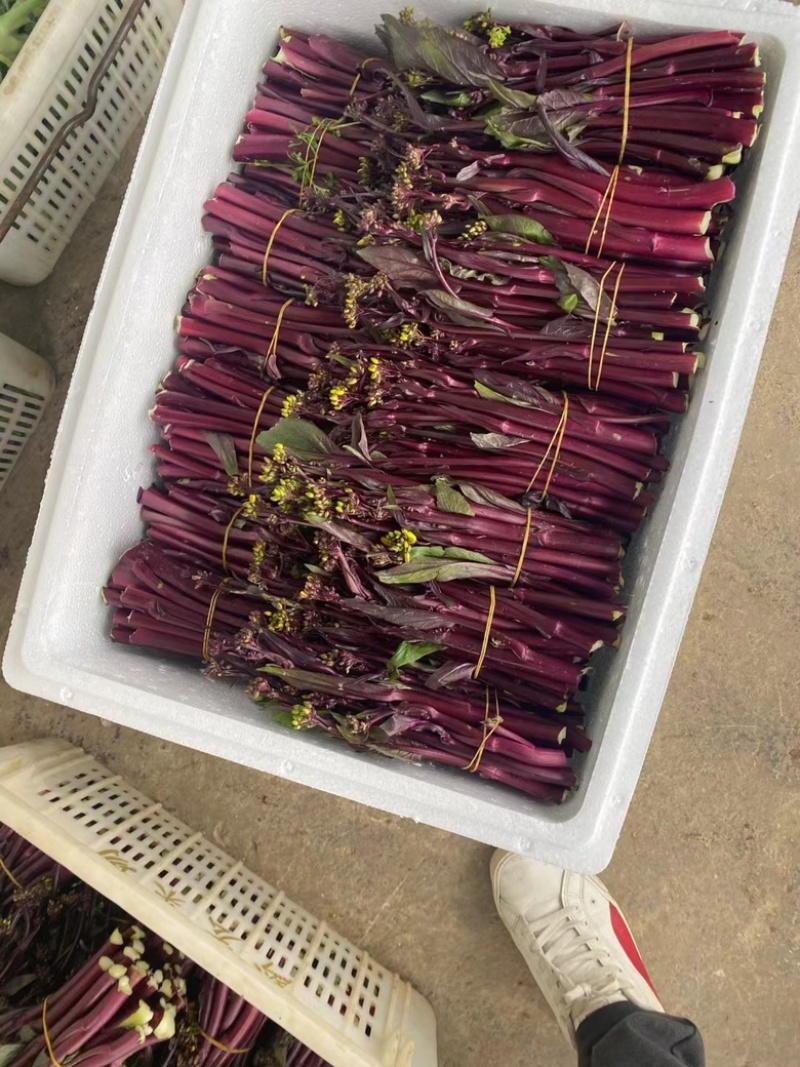 贵州基地高山精品红菜苔，新苗大量有货可供到5月份