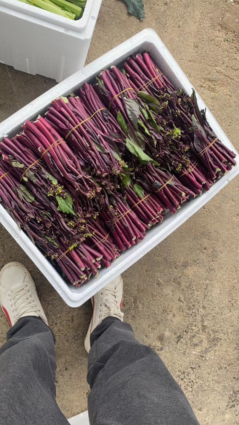 贵州基地高山精品红菜苔，新苗大量有货可供到5月份