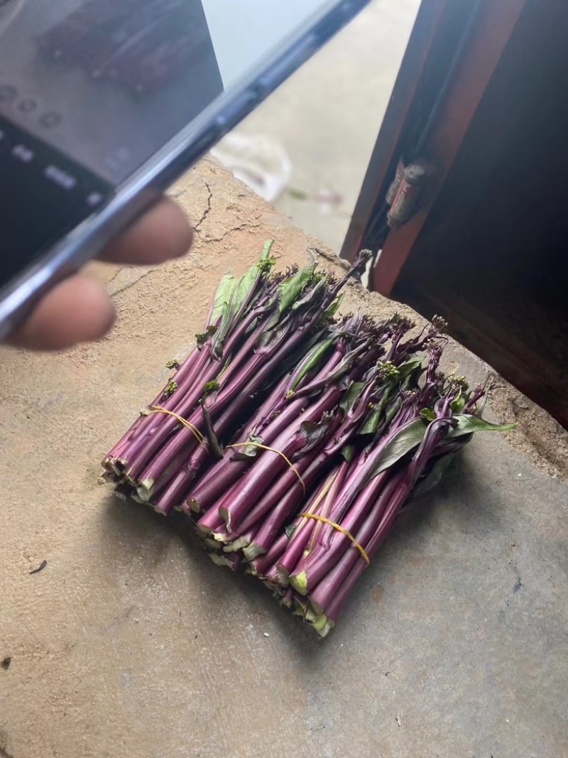 贵州基地高山精品红菜苔，新苗大量有货可供到5月份