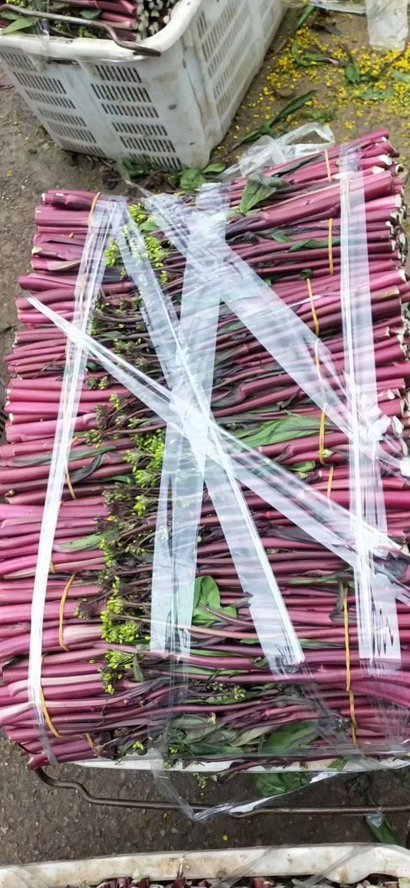 贵州基地高山精品红菜苔，新苗大量有货可供到5月份
