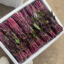 贵州基地高山精品红菜苔，新苗大量有货可供到5月份