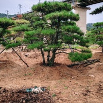 造型油松造型景观松山东造型松基地迎客松