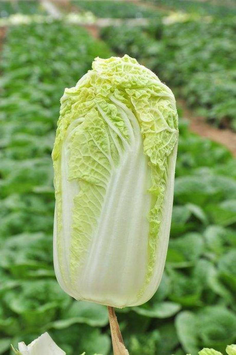 精品娃娃菜，新鲜上市，可视频看货，来电沟通
