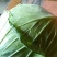 湖北奥奇娜甘蓝包菜大量新鲜供应，产区直发量大从优