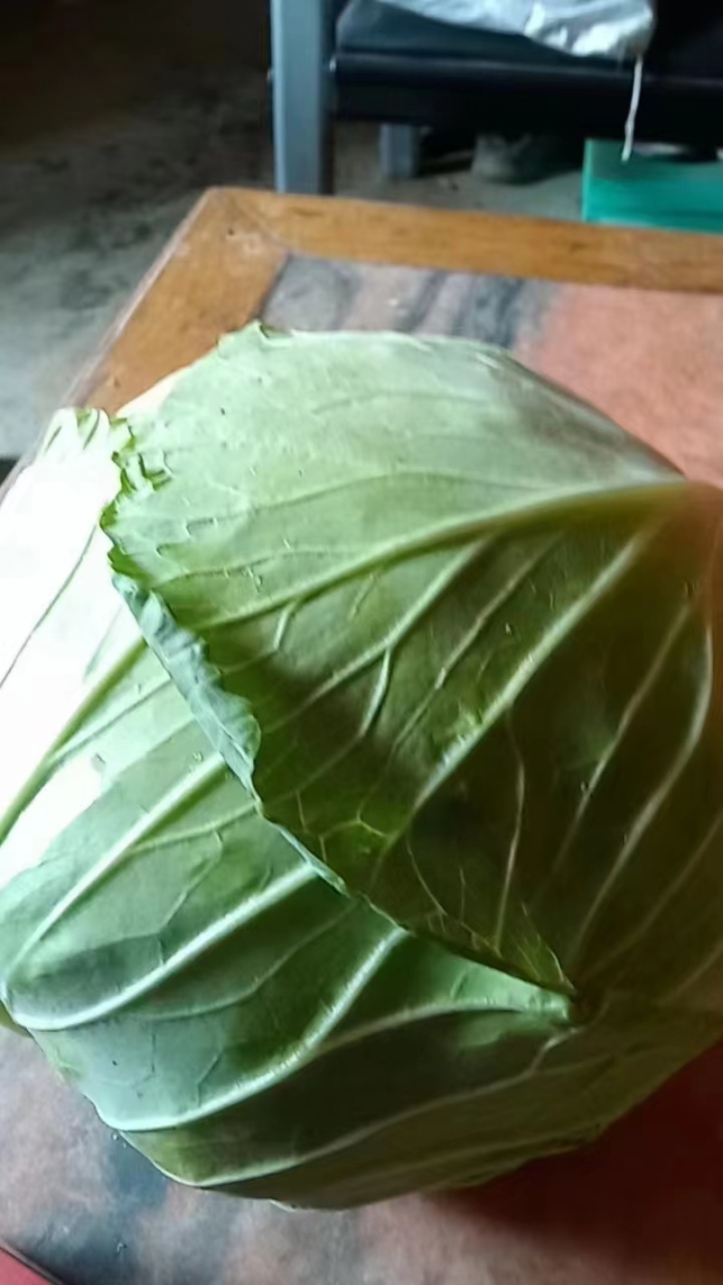 湖北奥奇娜甘蓝包菜大量新鲜供应，产区直发量大从优