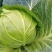 湖北奥奇娜甘蓝包菜大量新鲜供应，产区直发量大从优