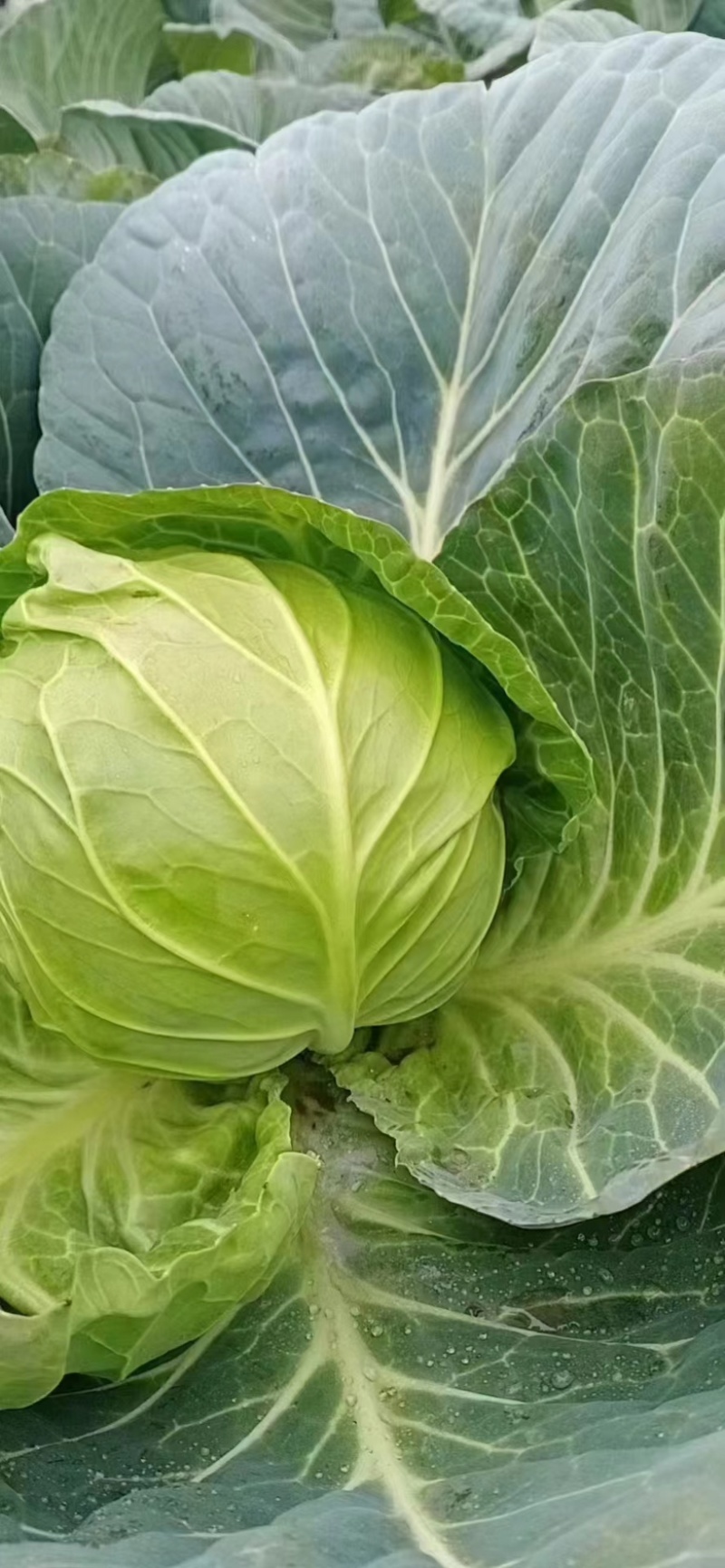湖北奥奇娜甘蓝包菜大量新鲜供应，产区直发量大从优