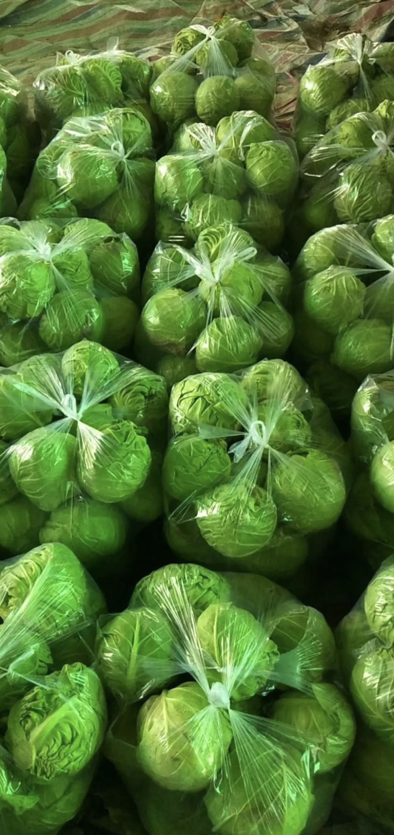 湖北奥奇娜甘蓝包菜大量新鲜供应，产区直发量大从优
