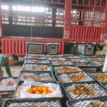 大量供应爱媛电商果市场果高次果(二级果)一手货源
