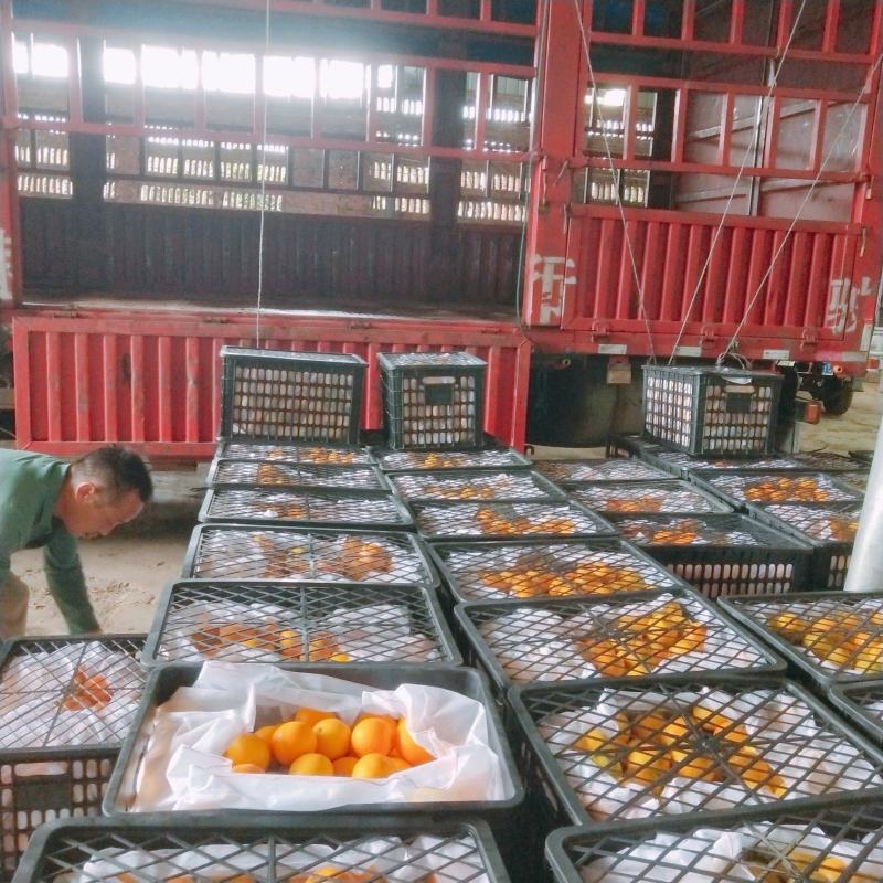 大量供应爱媛电商果市场果高次果(二级果)一手货源