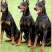 【售后】杜宾犬=杜宾幼犬=杜宾护卫犬一次合作终身朋友