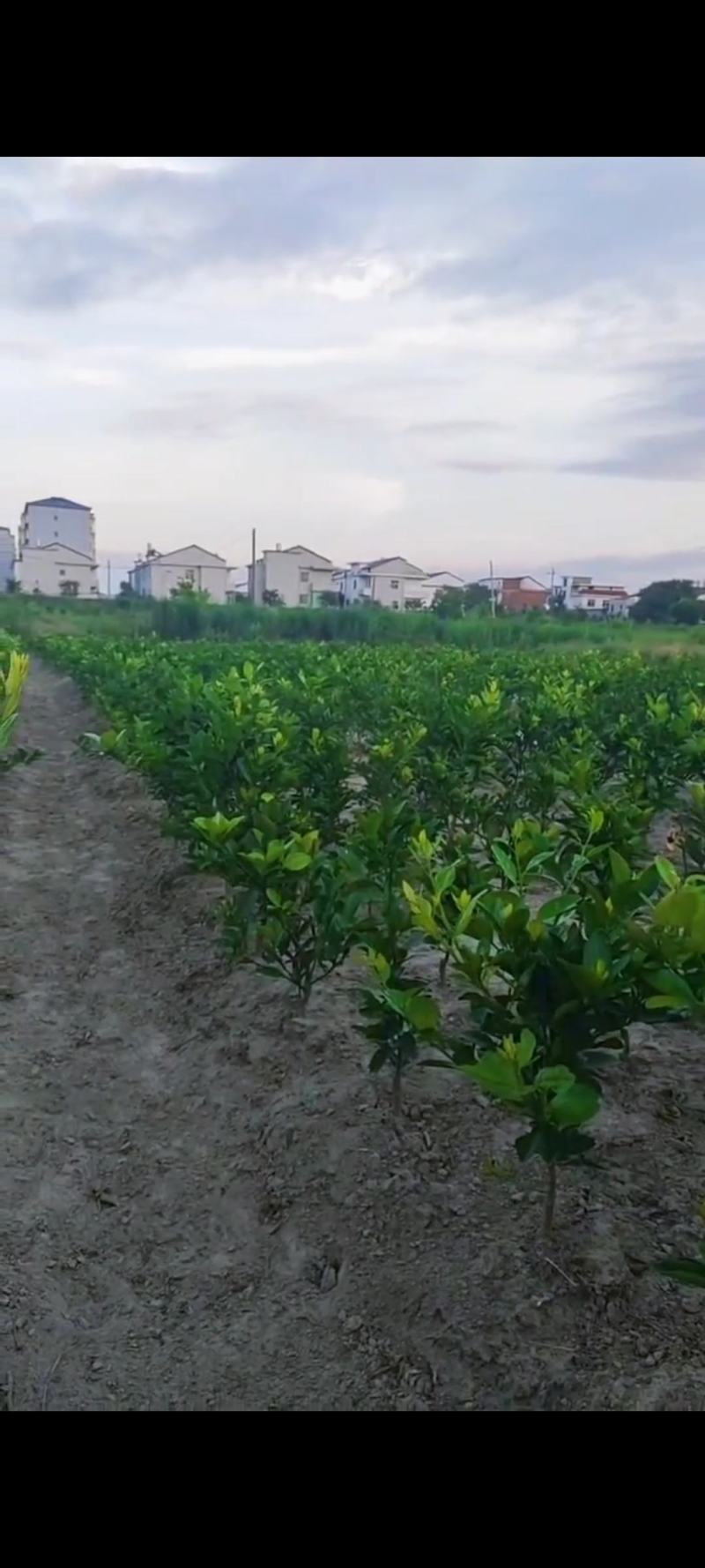 出售:两年带土球新余蜜橘苗