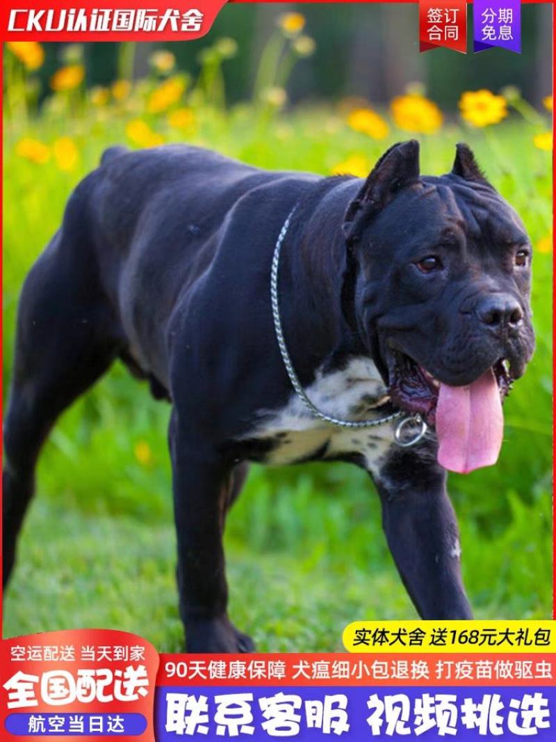 卡斯罗犬=卡斯罗幼犬=卡斯罗护卫犬售后保障欢迎咨询