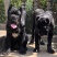 卡斯罗犬=卡斯罗幼犬=卡斯罗护卫犬售后保障欢迎咨询