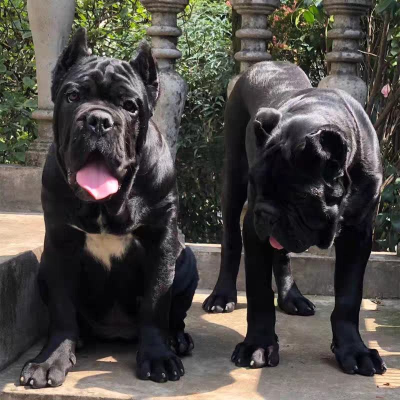 卡斯罗犬=卡斯罗幼犬=卡斯罗护卫犬售后保障欢迎咨询