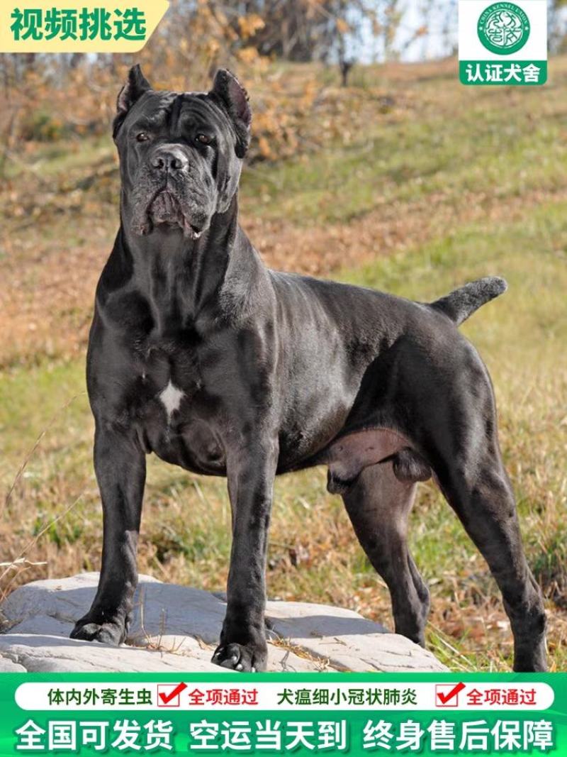 卡斯罗犬=卡斯罗幼犬=卡斯罗护卫犬售后保障欢迎咨询