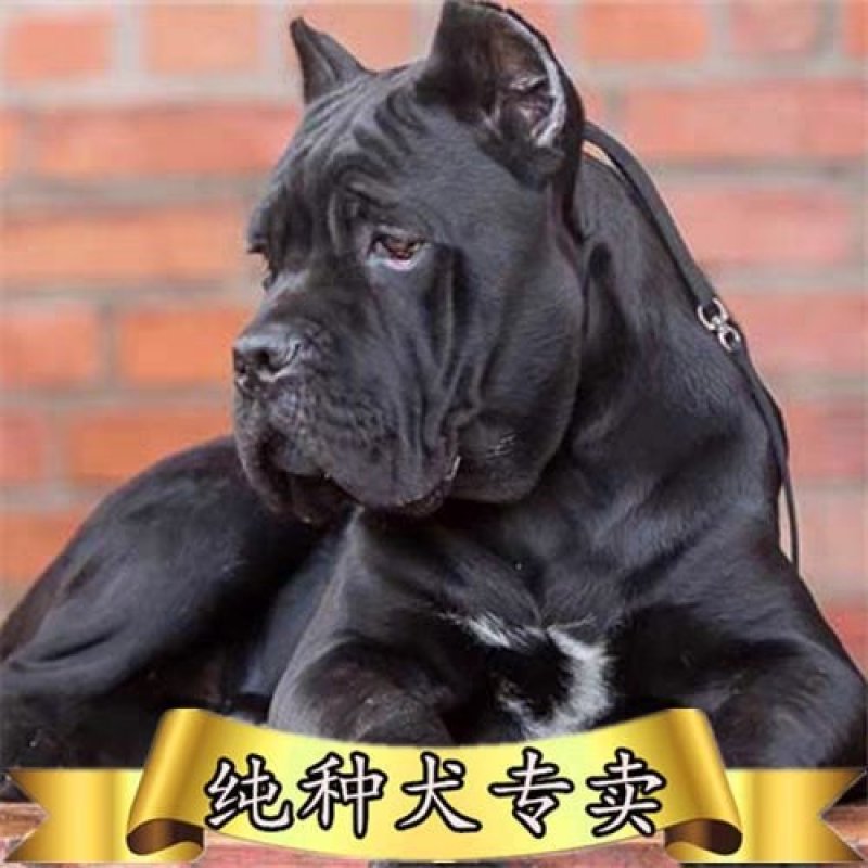 卡斯罗犬=卡斯罗幼犬=卡斯罗护卫犬售后保障欢迎咨询