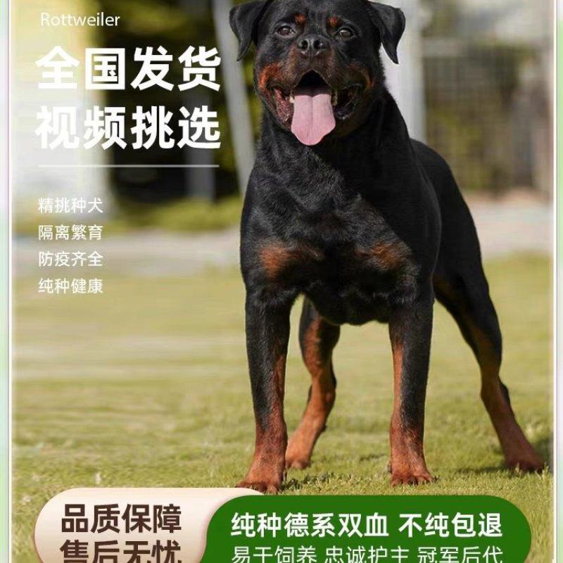 罗威纳犬=罗威纳幼犬=罗威纳护卫犬全国发货售后保障