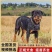 罗威纳犬=罗威纳幼犬=罗威纳护卫犬全国发货售后保障