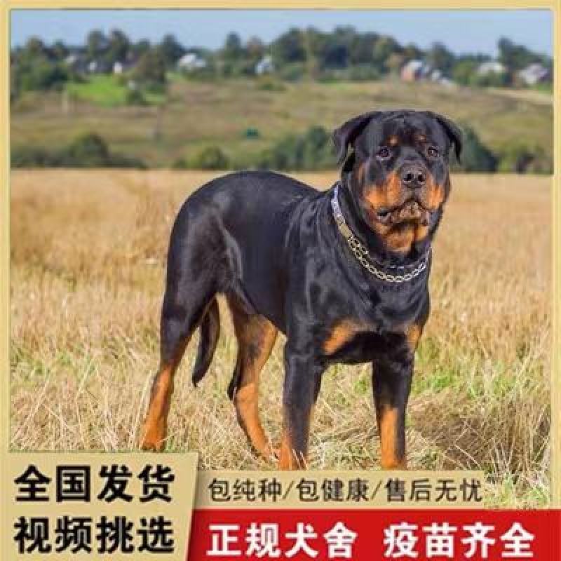 罗威纳犬=罗威纳幼犬=罗威纳护卫犬全国发货售后保障
