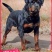 罗威纳犬=罗威纳幼犬=罗威纳护卫犬全国发货售后保障