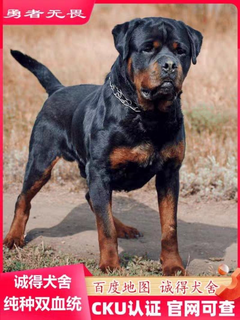 罗威纳犬=罗威纳幼犬=罗威纳护卫犬全国发货售后保障