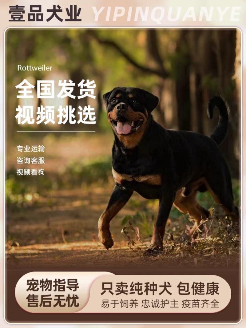 罗威纳犬=罗威纳幼犬=罗威纳护卫犬全国发货售后保障
