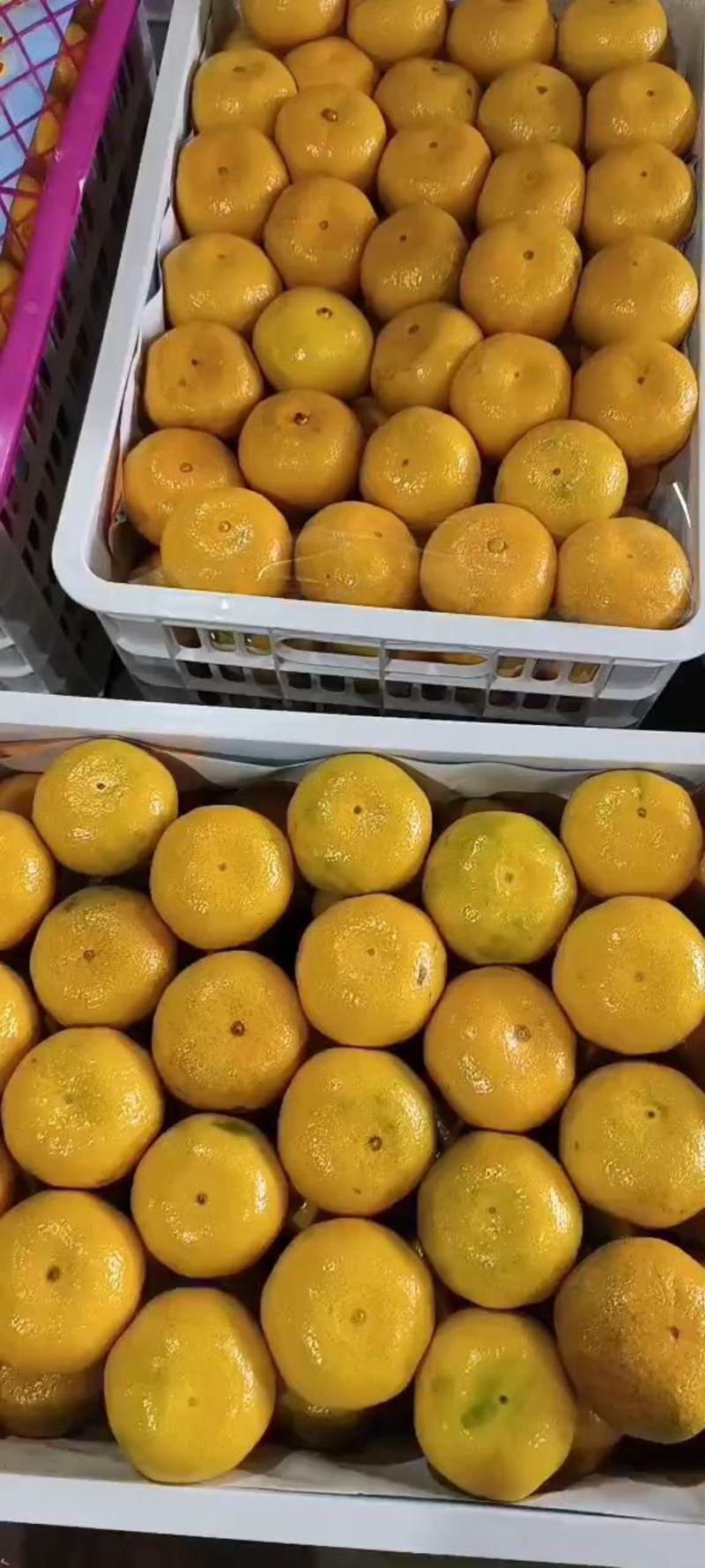 湖北蜜橘大量供货中，对接市场批发电商平台，商超，社区团购