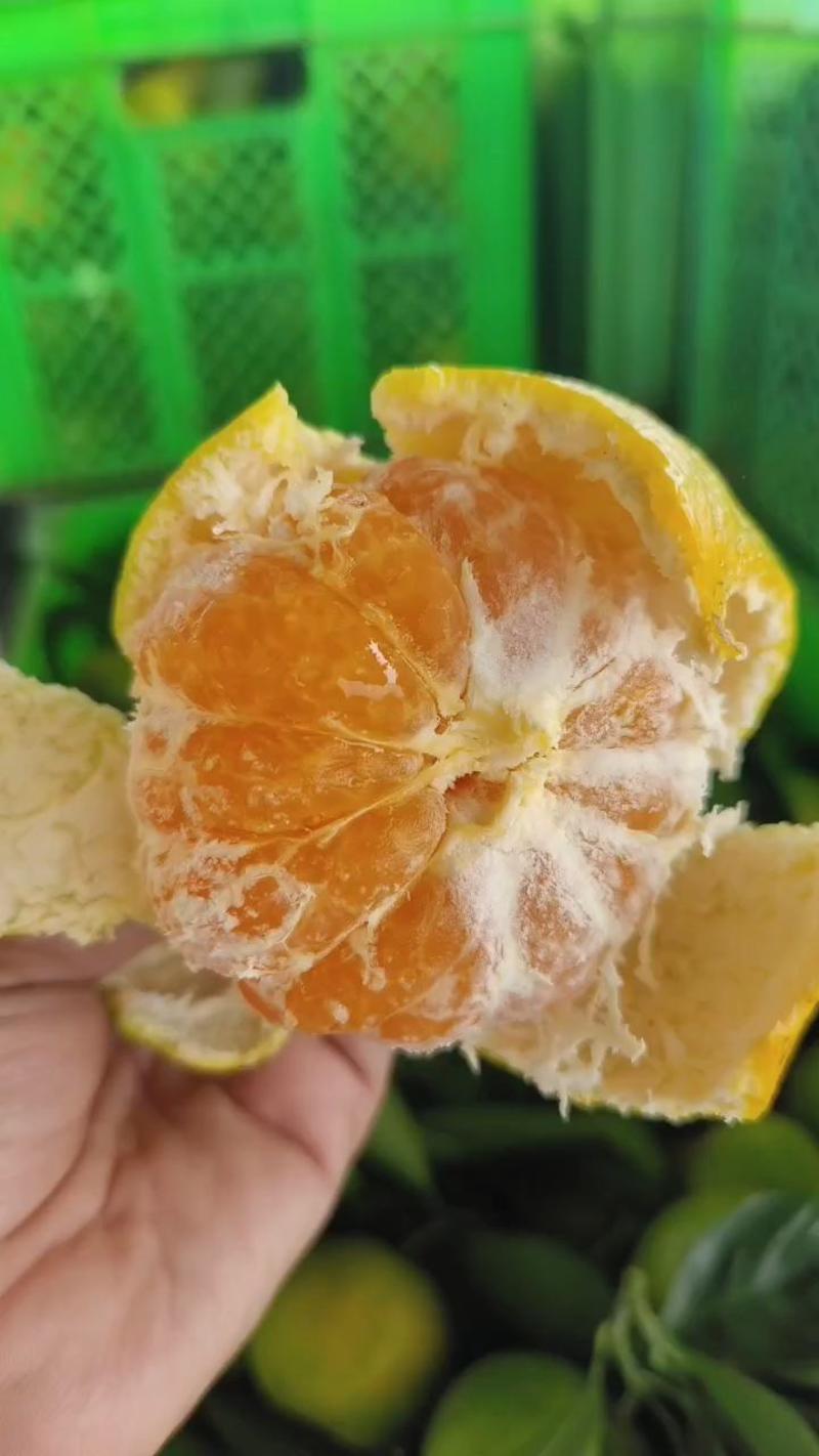 湖北蜜橘大量供货中，对接市场批发电商平台，商超，社区团购