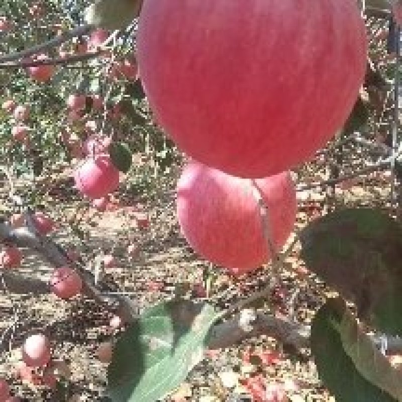 寒富个小，颜色好