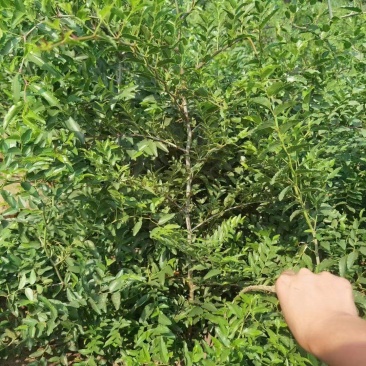 晋3号酸枣苗双仁酸枣苗木培训基地