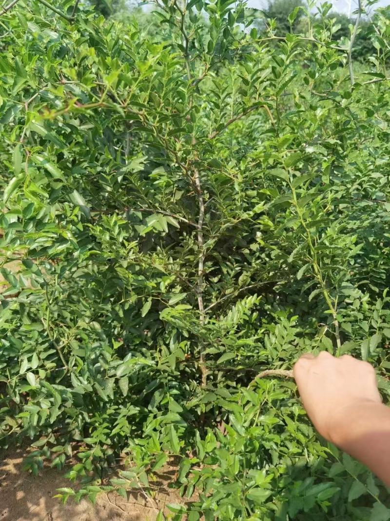 晋3号酸枣苗双仁酸枣苗木培训基地