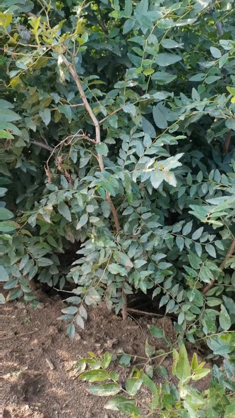 晋3号酸枣苗双仁酸枣苗木培训基地