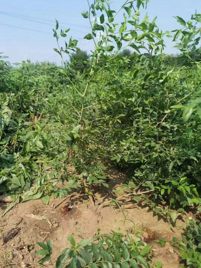 晋3号酸枣苗双仁酸枣苗木培训基地