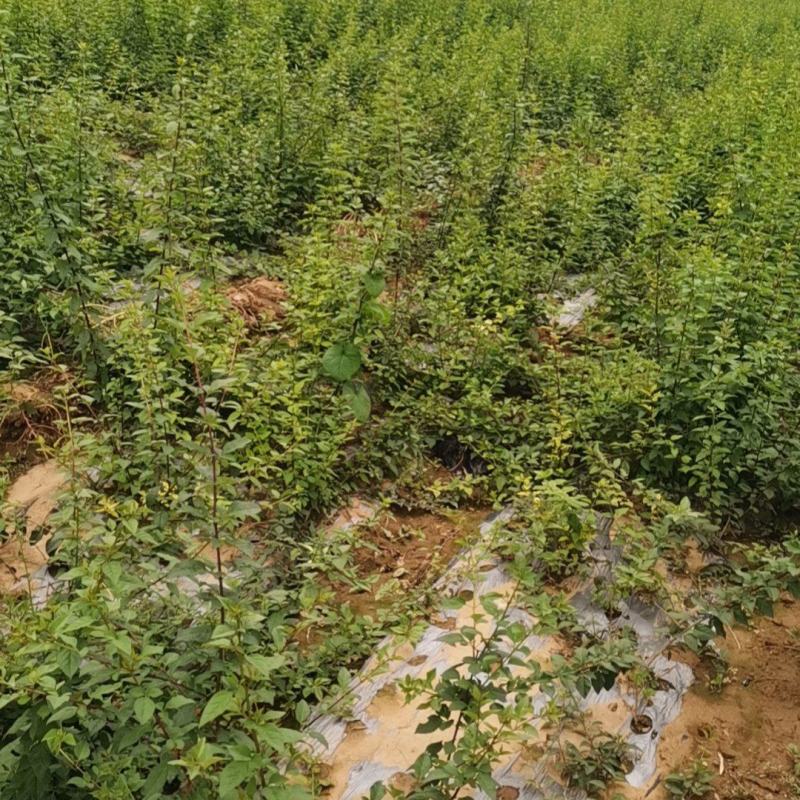 高产3号药用连翘苗